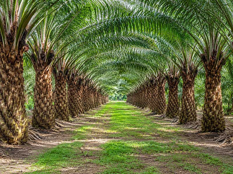 Processing Palm Oil Waste: Why WD Machines is the Preferred Choice for Southeast Asian Plantations